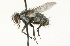  (Hyphantrophaga collina - CNC DIPTERA 104649)  @14 [ ] CreativeCommons - Attribution (2011) CNC/CBG Photography Group Centre for Biodiversity Genomics