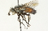  (Linnaemya comta - CNC DIPTERA 104695)  @14 [ ] CreativeCommons - Attribution (2011) CNC/CBG Photography Group Centre for Biodiversity Genomics
