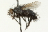  ( - CNC DIPTERA 104702)  @12 [ ] CreativeCommons - Attribution (2011) CNC/CBG Photography Group Centre for Biodiversity Genomics