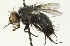  ( - CNC DIPTERA 104703)  @12 [ ] CreativeCommons - Attribution (2011) CNC/CBG Photography Group Centre for Biodiversity Genomics