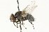  (Strongygaster didyma - CNC DIPTERA 104722)  @13 [ ] CreativeCommons - Attribution (2011) CNC/CBG Photography Group Centre for Biodiversity Genomics