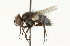  ( - CNC DIPTERA 104723)  @13 [ ] CreativeCommons - Attribution (2011) CNC/CBG Photography Group Centre for Biodiversity Genomics