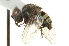  ( - CNC DIPTERA 104725)  @12 [ ] CreativeCommons - Attribution (2011) CNC/CBG Photography Group Centre for Biodiversity Genomics