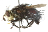  ( - CNC DIPTERA 104767)  @13 [ ] CreativeCommons - Attribution (2011) CNC/CBG Photography Group Centre for Biodiversity Genomics
