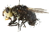  ( - CNC DIPTERA 104768)  @13 [ ] CreativeCommons - Attribution (2011) CNC/CBG Photography Group Centre for Biodiversity Genomics