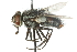  ( - CNC DIPTERA 104782)  @13 [ ] CreativeCommons - Attribution (2011) CNC/CBG Photography Group Centre for Biodiversity Genomics