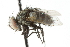  ( - CNC DIPTERA 104835)  @13 [ ] CreativeCommons - Attribution (2011) CNC/CBG Photography Group Centre for Biodiversity Genomics