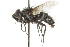  (Lydella - CNC DIPTERA 104839)  @15 [ ] CreativeCommons - Attribution (2011) CNC/CBG Photography Group Centre for Biodiversity Genomics