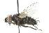  ( - CNC DIPTERA 104840)  @13 [ ] CreativeCommons - Attribution (2011) CNC/CBG Photography Group Centre for Biodiversity Genomics