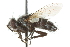  ( - CNC DIPTERA 104841)  @13 [ ] CreativeCommons - Attribution (2011) CNC/CBG Photography Group Centre for Biodiversity Genomics