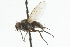  ( - CNC DIPTERA 104846)  @12 [ ] CreativeCommons - Attribution (2011) CNC/CBG Photography Group Centre for Biodiversity Genomics