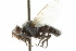  (Phytomyptera ruficornis - CNC DIPTERA 104853)  @13 [ ] CreativeCommons - Attribution (2011) CNC/CBG Photography Group Centre for Biodiversity Genomics