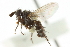  (Phytomyptera melissopodis - CNC DIPTERA 104854)  @12 [ ] CreativeCommons - Attribution (2011) CNC/CBG Photography Group Centre for Biodiversity Genomics