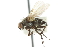  ( - CNC DIPTERA 104855)  @12 [ ] CreativeCommons - Attribution (2011) CNC/CBG Photography Group Centre for Biodiversity Genomics
