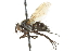  (Phytomyptera tarsalis - CNC DIPTERA 104856)  @14 [ ] CreativeCommons - Attribution (2011) CNC/CBG Photography Group Centre for Biodiversity Genomics