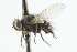  (Phytomyptera vitinervis - CNC DIPTERA 104860)  @13 [ ] CreativeCommons - Attribution (2011) CNC/CBG Photography Group Centre for Biodiversity Genomics