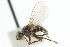  (Phytomyptera sp. 1 - CNC DIPTERA 104864)  @14 [ ] CreativeCommons - Attribution (2011) CNC/CBG Photography Group Centre for Biodiversity Genomics
