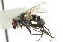  ( - CNC DIPTERA 104866)  @13 [ ] CreativeCommons - Attribution (2011) CNC/CBG Photography Group Centre for Biodiversity Genomics