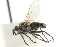  ( - CNC DIPTERA 104867)  @11 [ ] CreativeCommons - Attribution (2011) CNC/CBG Photography Group Centre for Biodiversity Genomics