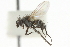  (Phytomyptera sp. 2 - CNC DIPTERA 104868)  @13 [ ] CreativeCommons - Attribution (2011) CNC/CBG Photography Group Centre for Biodiversity Genomics