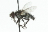  (Platymya sp. 1 - CNC DIPTERA 104874)  @13 [ ] CreativeCommons - Attribution (2011) CNC/CBG Photography Group Centre for Biodiversity Genomics