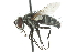  (Platymya sp. 2 - CNC DIPTERA 104876)  @12 [ ] CreativeCommons - Attribution (2011) CNC/CBG Photography Group Centre for Biodiversity Genomics