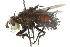  ( - CNC DIPTERA 104884)  @11 [ ] CreativeCommons - Attribution (2011) CNC/CBG Photography Group Centre for Biodiversity Genomics