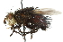  ( - CNC DIPTERA 104885)  @11 [ ] CreativeCommons - Attribution (2011) CNC/CBG Photography Group Centre for Biodiversity Genomics