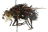 ( - CNC DIPTERA 104886)  @11 [ ] CreativeCommons - Attribution (2011) CNC/CBG Photography Group Centre for Biodiversity Genomics