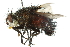  ( - CNC DIPTERA 104887)  @11 [ ] CreativeCommons - Attribution (2011) CNC/CBG Photography Group Centre for Biodiversity Genomics