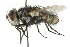  (Chaetogaedia sp. 1 - CNC DIPTERA 104913)  @15 [ ] CreativeCommons - Attribution (2011) CNC/CBG Photography Group Centre for Biodiversity Genomics