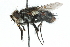 (Chaetogaedia monticola - CNC DIPTERA 104915)  @14 [ ] CreativeCommons - Attribution (2011) CNC/CBG Photography Group Centre for Biodiversity Genomics