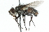  ( - CNC DIPTERA 104917)  @14 [ ] CreativeCommons - Attribution (2011) CNC/CBG Photography Group Centre for Biodiversity Genomics
