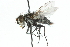  ( - CNC DIPTERA 104918)  @13 [ ] CreativeCommons - Attribution (2011) CNC/CBG Photography Group Centre for Biodiversity Genomics
