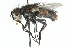  ( - CNC DIPTERA 104919)  @13 [ ] CreativeCommons - Attribution (2011) CNC/CBG Photography Group Centre for Biodiversity Genomics
