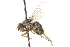  (Goniocera - CNC DIPTERA 104951)  @14 [ ] CreativeCommons - Attribution (2011) CNC/CBG Photography Group Centre for Biodiversity Genomics