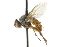  ( - CNC DIPTERA 104964)  @13 [ ] CreativeCommons - Attribution (2011) CNC/CBG Photography Group Centre for Biodiversity Genomics