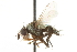  ( - CNC DIPTERA 104968)  @12 [ ] CreativeCommons - Attribution (2011) CNC/CBG Photography Group Centre for Biodiversity Genomics
