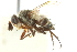  ( - CNC DIPTERA 104971)  @12 [ ] CreativeCommons - Attribution (2011) CNC/CBG Photography Group Centre for Biodiversity Genomics
