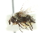  (Siphona arizonica - CNC DIPTERA 104972)  @12 [ ] CreativeCommons - Attribution (2011) CNC/CBG Photography Group Centre for Biodiversity Genomics