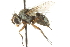  (Siphona sp. 5 - CNC DIPTERA 104975)  @13 [ ] CreativeCommons - Attribution (2011) CNC/CBG Photography Group Centre for Biodiversity Genomics