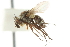  ( - CNC DIPTERA 104978)  @11 [ ] CreativeCommons - Attribution (2011) CNC/CBG Photography Group Centre for Biodiversity Genomics