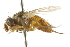  (Siphona samarensis - CNC DIPTERA 104981)  @13 [ ] CreativeCommons - Attribution (2011) CNC/CBG Photography Group Centre for Biodiversity Genomics