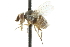  (Siphona antennata - CNC DIPTERA 104985)  @13 [ ] CreativeCommons - Attribution (2011) CNC/CBG Photography Group Centre for Biodiversity Genomics