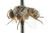  (Siphona sonorensis - CNC DIPTERA 104988)  @13 [ ] CreativeCommons - Attribution (2011) CNC/CBG Photography Group Centre for Biodiversity Genomics