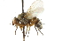  (Siphona flavipes - CNC DIPTERA 104991)  @14 [ ] CreativeCommons - Attribution (2011) CNC/CBG Photography Group Centre for Biodiversity Genomics