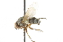  (Siphona sp. Ceranthia sp - CNC DIPTERA 104993)  @14 [ ] CreativeCommons - Attribution (2011) CNC/CBG Photography Group Centre for Biodiversity Genomics