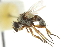  ( - CNC DIPTERA 104996)  @12 [ ] CreativeCommons - Attribution (2011) CNC/CBG Photography Group Centre for Biodiversity Genomics