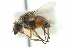 ( - CNC DIPTERA 104997)  @12 [ ] CreativeCommons - Attribution (2011) CNC/CBG Photography Group Centre for Biodiversity Genomics
