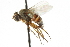  ( - CNC DIPTERA 104999)  @13 [ ] CreativeCommons - Attribution (2011) CNC/CBG Photography Group Centre for Biodiversity Genomics